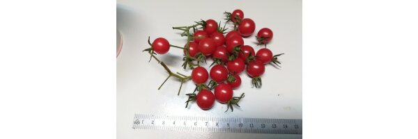 Wildtomaten