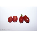 GS 2 (rote Cherry)