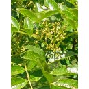 Szechuan-Pfeffer (Zanthoxylum piperitum)