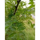 Szechuan-Pfeffer (Zanthoxylum piperitum)