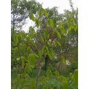 Idianerbananen / PAW-PAW (Asimina triloba)