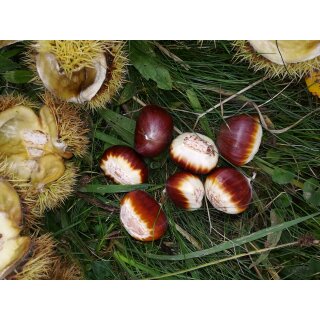 Maroni / Maronen / Edelkastanie (Castanea sativa)