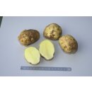 TPS der Sorte Solanum andigenum (015)