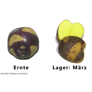 TPS der Sorte Blue Eyes