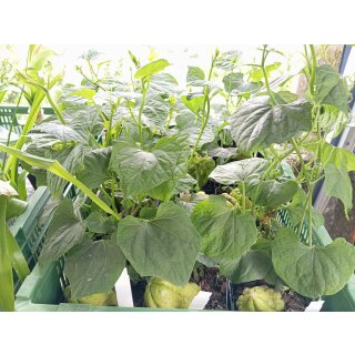 Chayote (Chouchou, Christophine) (Sechium edule)