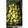 Chayote (Chouchou, Christophine) (Sechium edule)