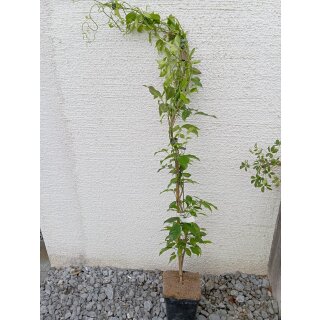 Wurstbeere (Stauntonia latifolia syn. Holboellia latifolia)