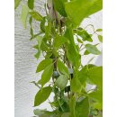 Wurstbeere (Stauntonia latifolia syn. Holboellia latifolia)