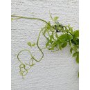 Wurstbeere (Stauntonia latifolia syn. Holboellia latifolia)