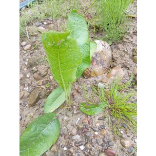 Meerrettich /  Kren (Armoracia rusticana)