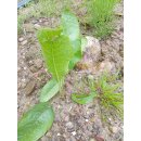 Meerrettich /  Kren (Armoracia rusticana)