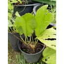 Meerrettich /  Kren (Armoracia rusticana)