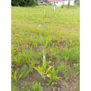 Ewiger Kresse (Lepidium latifolium)