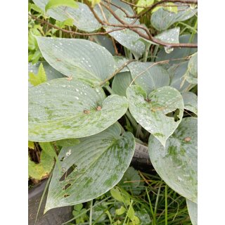 Speise Hosta/Funkie dunkel