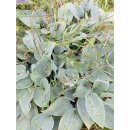 Speise Hosta/Funkie dunkel