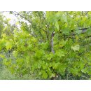 Traube "Philipp" (Vitis vinifera)