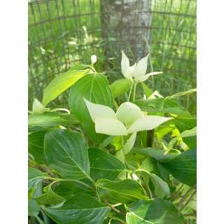 Japanischer essbarer Blumen-Hartriegel (Cornus kousa)