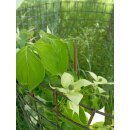 Japanischer essbarer Blumen-Hartriegel (Cornus kousa)