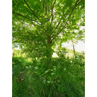 Essbare Ölweide (Elaeagnus multiflora)