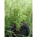 Korb-Weide grün (Salix viminalis)