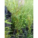 Korb-Weide braun (Salix viminalis)