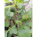 Feige (Ficus carica)