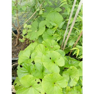 Ligularia fischeri (Greiskraut auch Kreuzkraut)