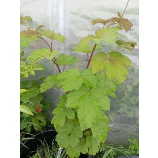 Setchuan-Brombeere (Rubus setchuenensis)