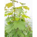 Setchuan-Brombeere (Rubus setchuenensis)