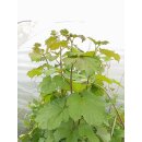 Setchuan-Brombeere (Rubus setchuenensis)