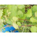 Bellis-Brombeere (Rubus ulmifolius Bellidiflorus)