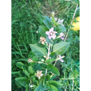 Gemeiner Bocksdorn / Goji (Lycium barbarum)