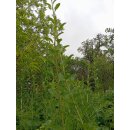 Gemeiner Bocksdorn / Goji (Lycium barbarum)