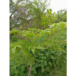 Aralie (Aralia elata, syn Aralia cordata)