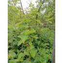 Stachellose Brombeeren (Rubus sect. Rubus)