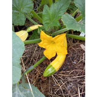 Zucchini gelb-grün (Elternlinie-Zephyr)