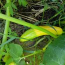 Zucchini gelb-grün (Elternlinie-Zephyr)