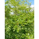 Szechuan-Pfeffer (Zanthoxylum piperitum) getrocknet