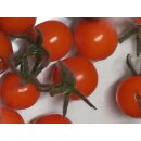 Improved Wild Galapagos Tomato Breeding Population