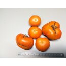 Q-series Panamorous Tomato Breeding Population