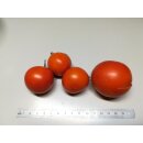 Q-series Panamorous Tomato Breeding Population