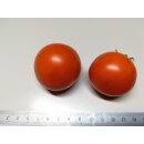 Q-series Panamorous Tomato Breeding Population