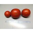 Q-series Panamorous Tomato Breeding Population