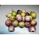 Tomatillo "Deep Purple"