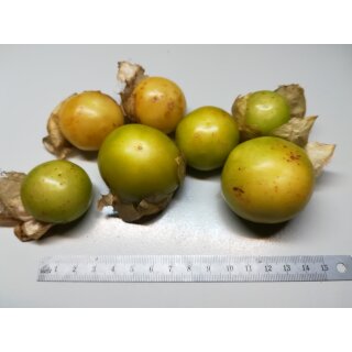 Tomatillo Amarylla