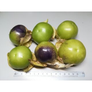 Tomatillo Big Purple